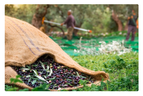 LIANOLIA - CORFIOT HIGH POLYPHENOL EVOO 250ml